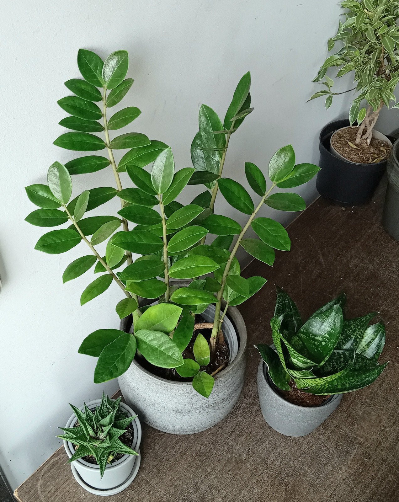 3 kamerplanten 10-50cm   heel weinig licht & water nodig, Huis en Inrichting, Kamerplanten, Ophalen, Overige soorten, Halfschaduw
