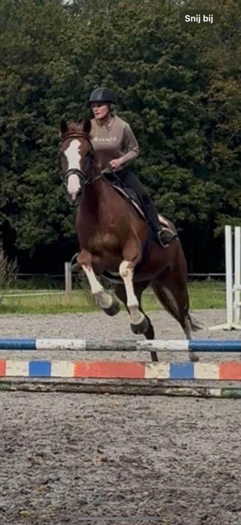 Verzorg paard gezocht, Ophalen of Verzenden, Nieuw