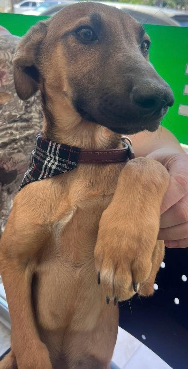 Kleine Shans verdient een kans (Cyprus), Dieren en Toebehoren, Honden | Niet-rashonden, 15 weken tot 1 jaar, Buitenland, Parvo