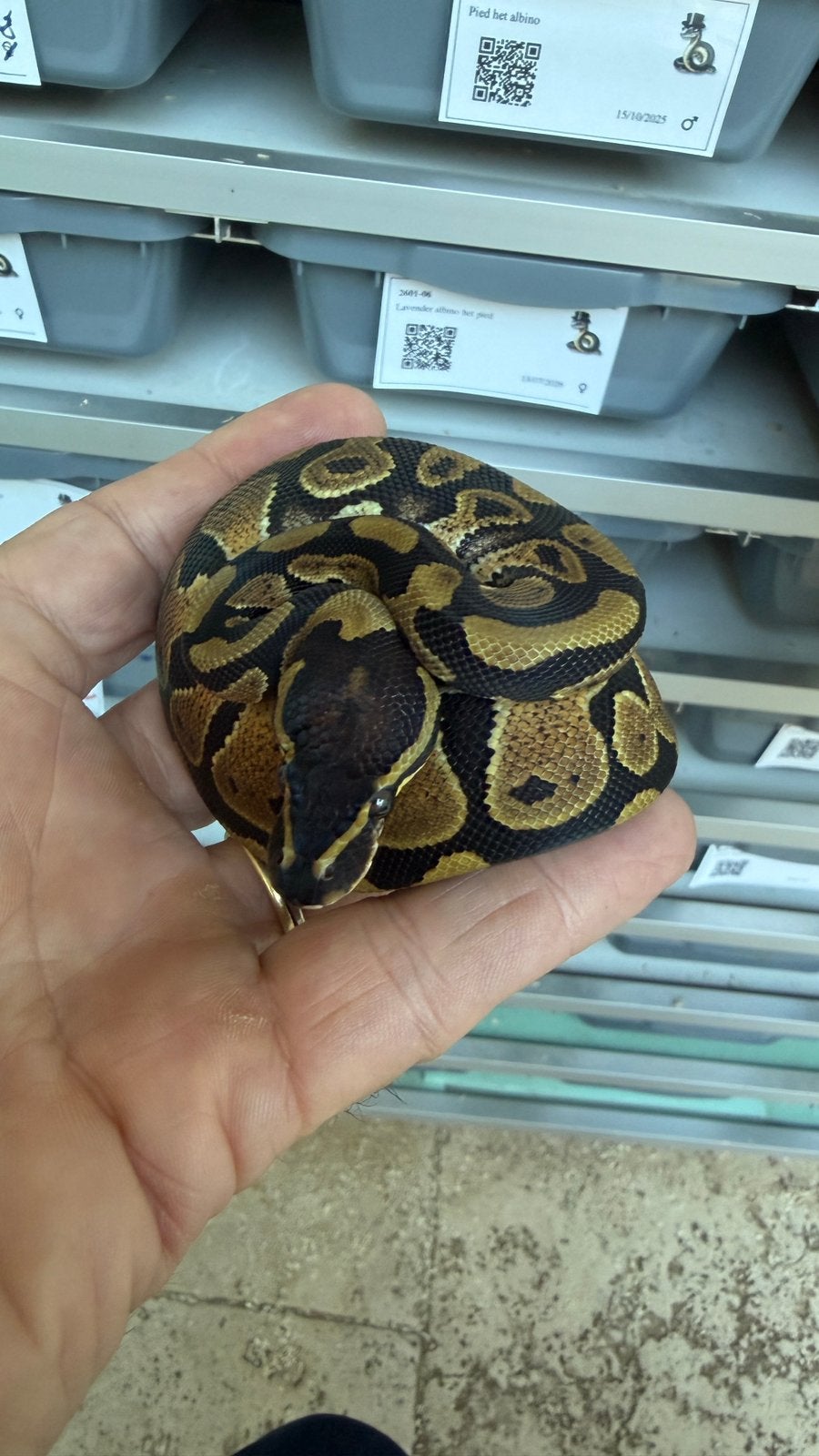 Kweek je eigen dreamsicles ball python Ball Python photo 3