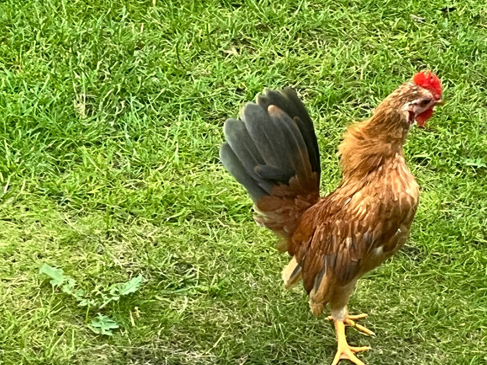 Serama haan, Dieren en Toebehoren, Pluimvee, Mannelijk, Kip