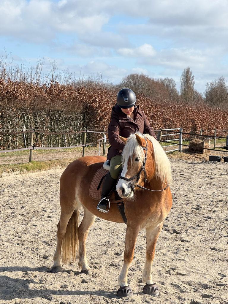 Te koop / herplaatsing: Haflinger merrie, Dieren en Toebehoren, Pony's, Niet van toepassing, 7 tot 10 jaar, Recreatiepony, Merrie