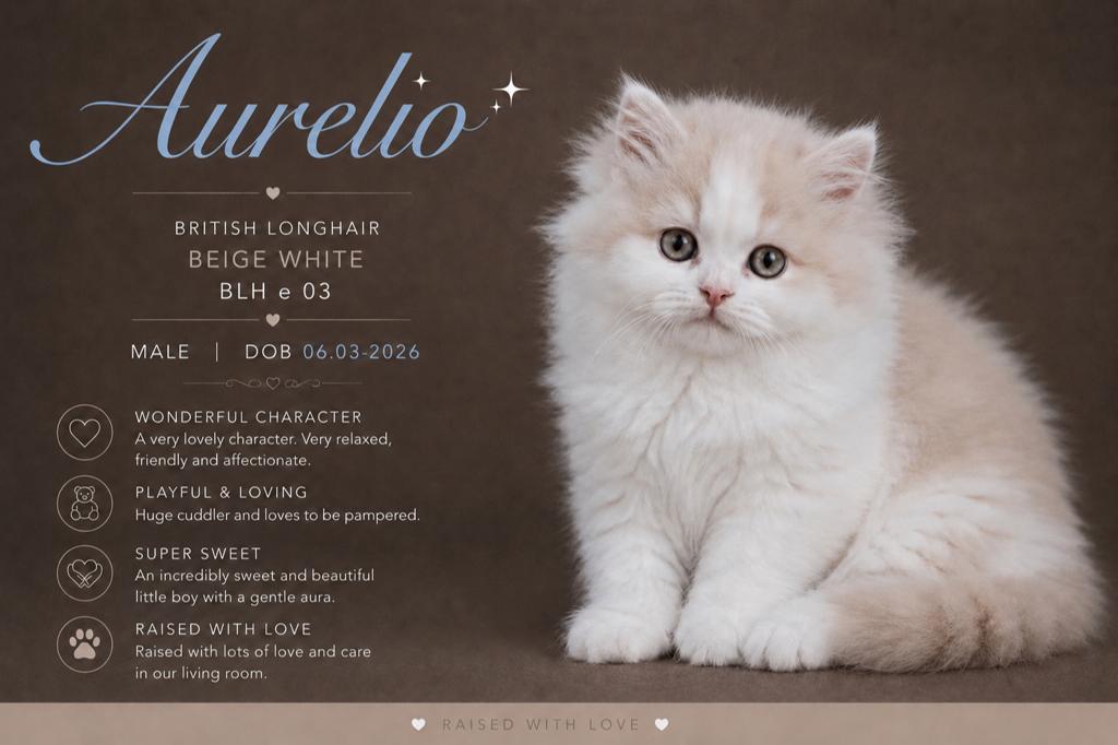 Beige White Britse Langhaar Kater – Fluffy & Prachtige kleur, Dieren en Toebehoren, Kater, Gechipt