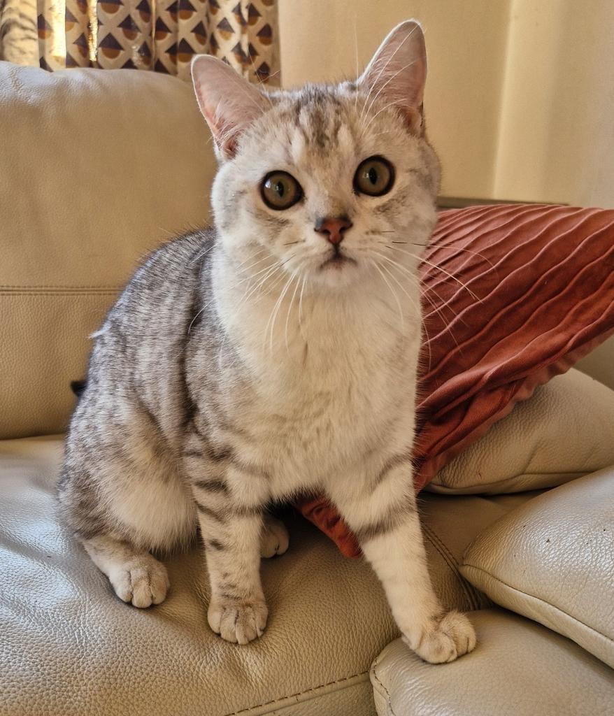 Brits britse korthaar silver Tabby kitten kater, Kater, Gechipt, 0 tot 2 jaar