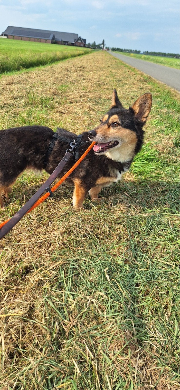 Ter adoptie Mila, Dieren en Toebehoren, Honden | Niet-rashonden, Particulier, Buitenland, Teef, Parvo