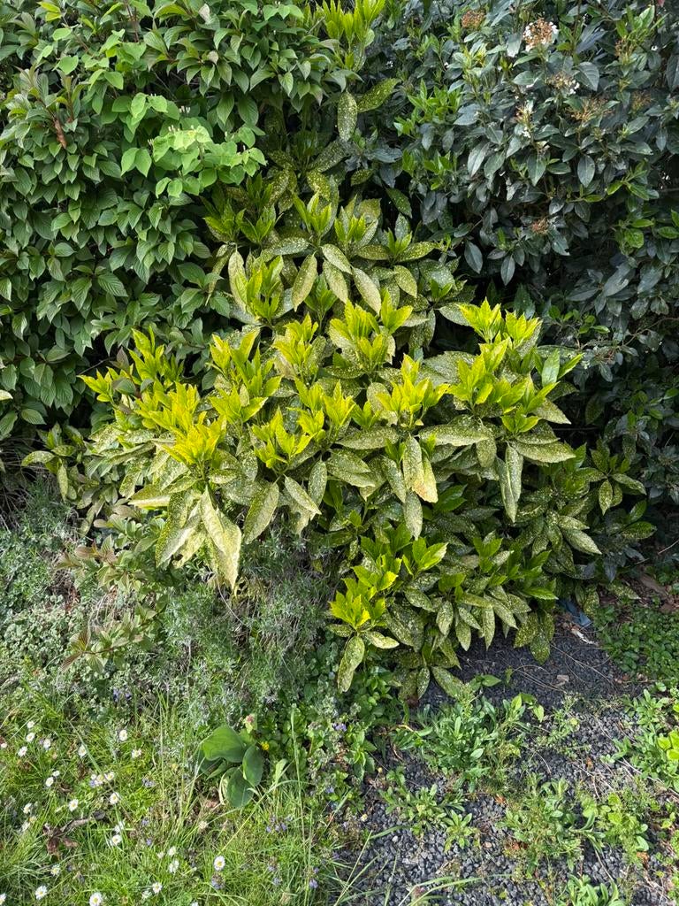 Broodboom (Aucuba japonica 'Variegata'), Tuin en Terras, Planten | Struiken en Hagen, Overige soorten, Minder dan 100 cm, Ophalen of Verzenden