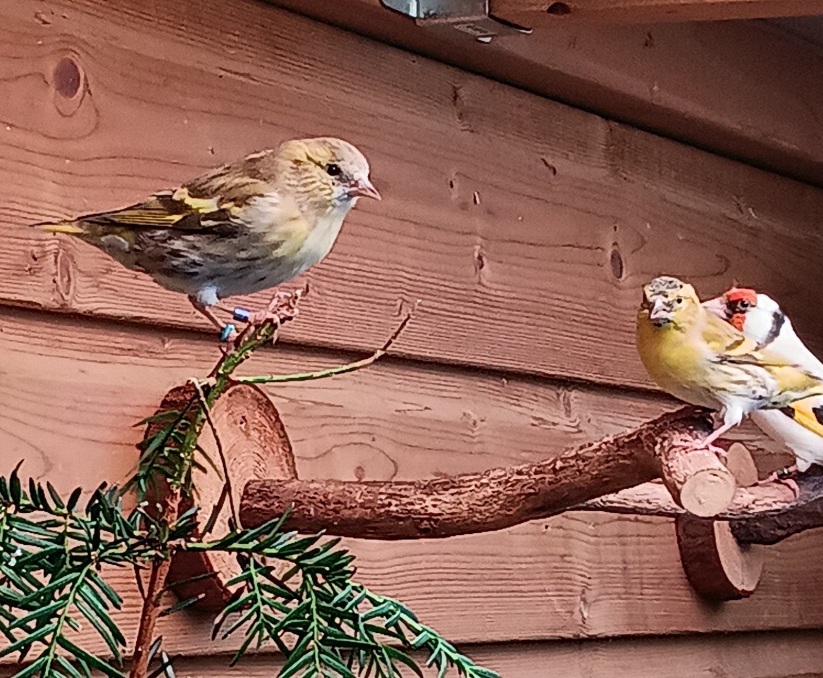 europese sijsjes, Meerdere dieren, Wildzangvogel, Geringd