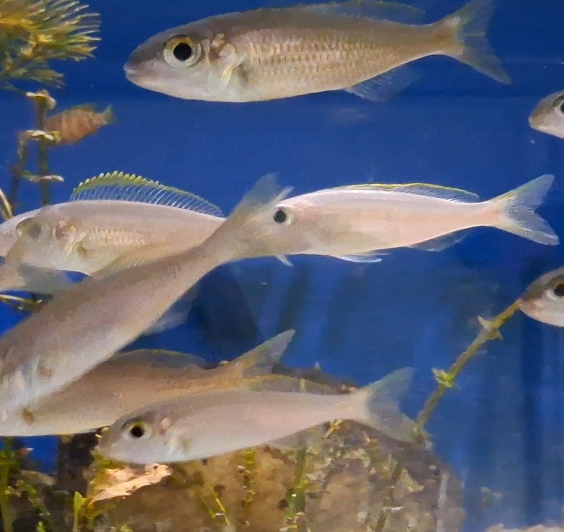 Cardiopharynx schoutedeni Tanganyka Tanganyika Afrika vissen, Dieren en Toebehoren, Vissen | Aquariumvissen, Vis