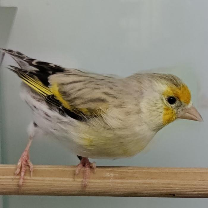 Card. carduelis x serinus canaria, Meerdere dieren