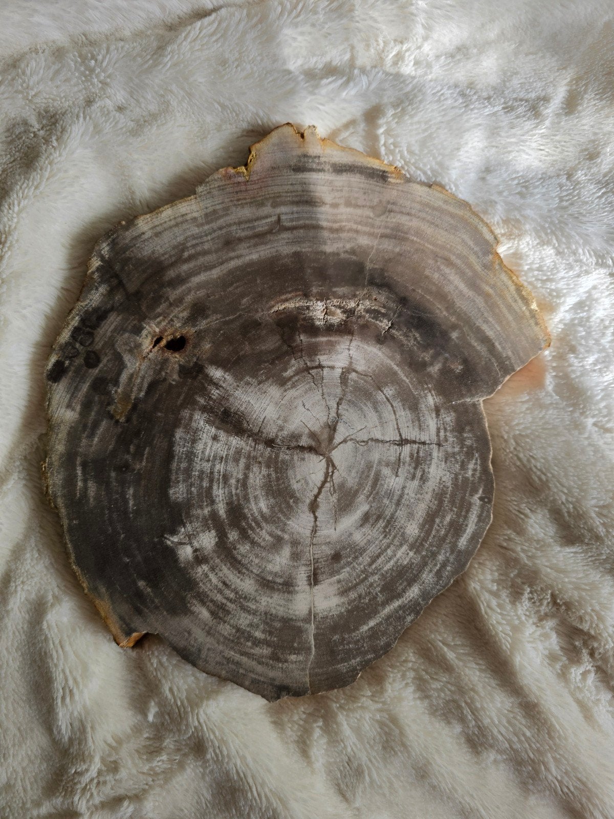 versteend hout plak, Ophalen of Verzenden