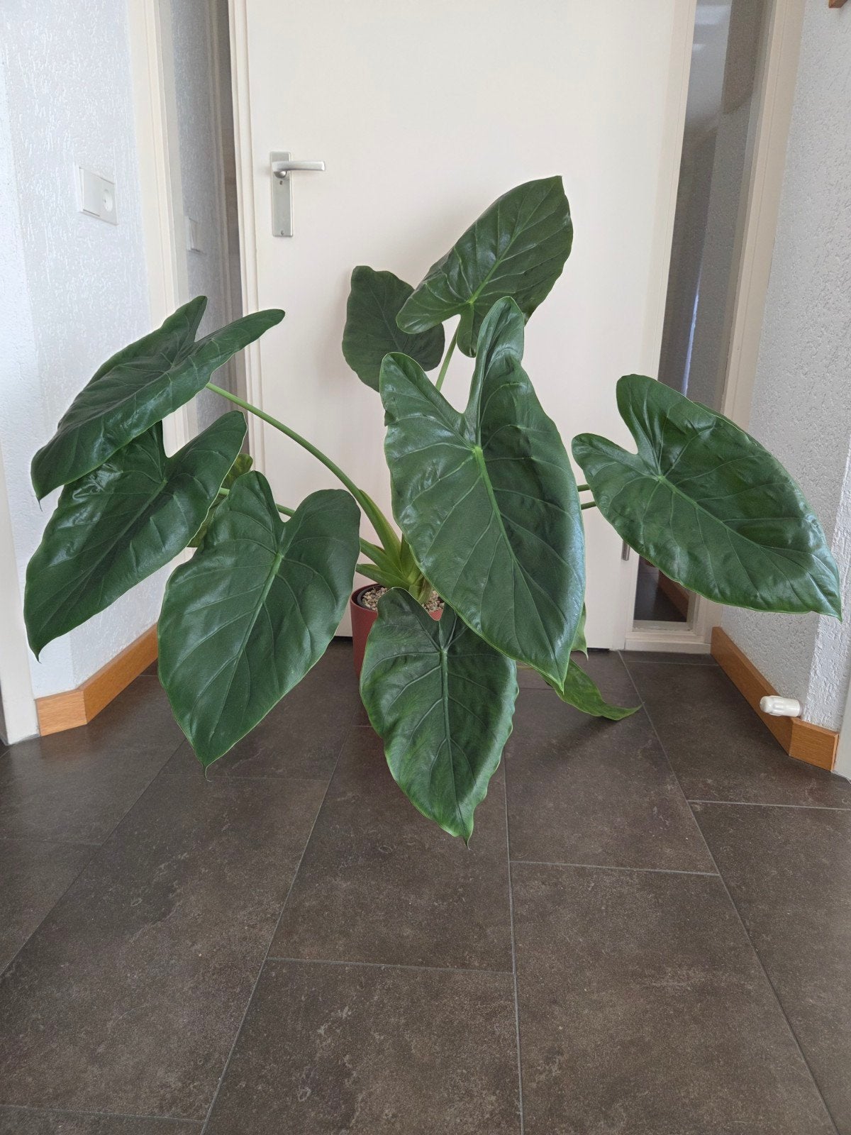 Grote Alocasia Wentii kamerplant, Ophalen, 100 tot 150 cm, Overige soorten, Halfschaduw
