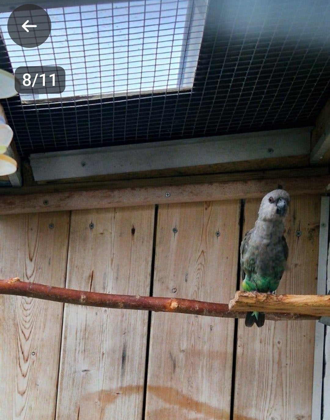 roodbuik papegaai popje, Dieren en Toebehoren, Vrouwelijk, Papegaai, Geringd
