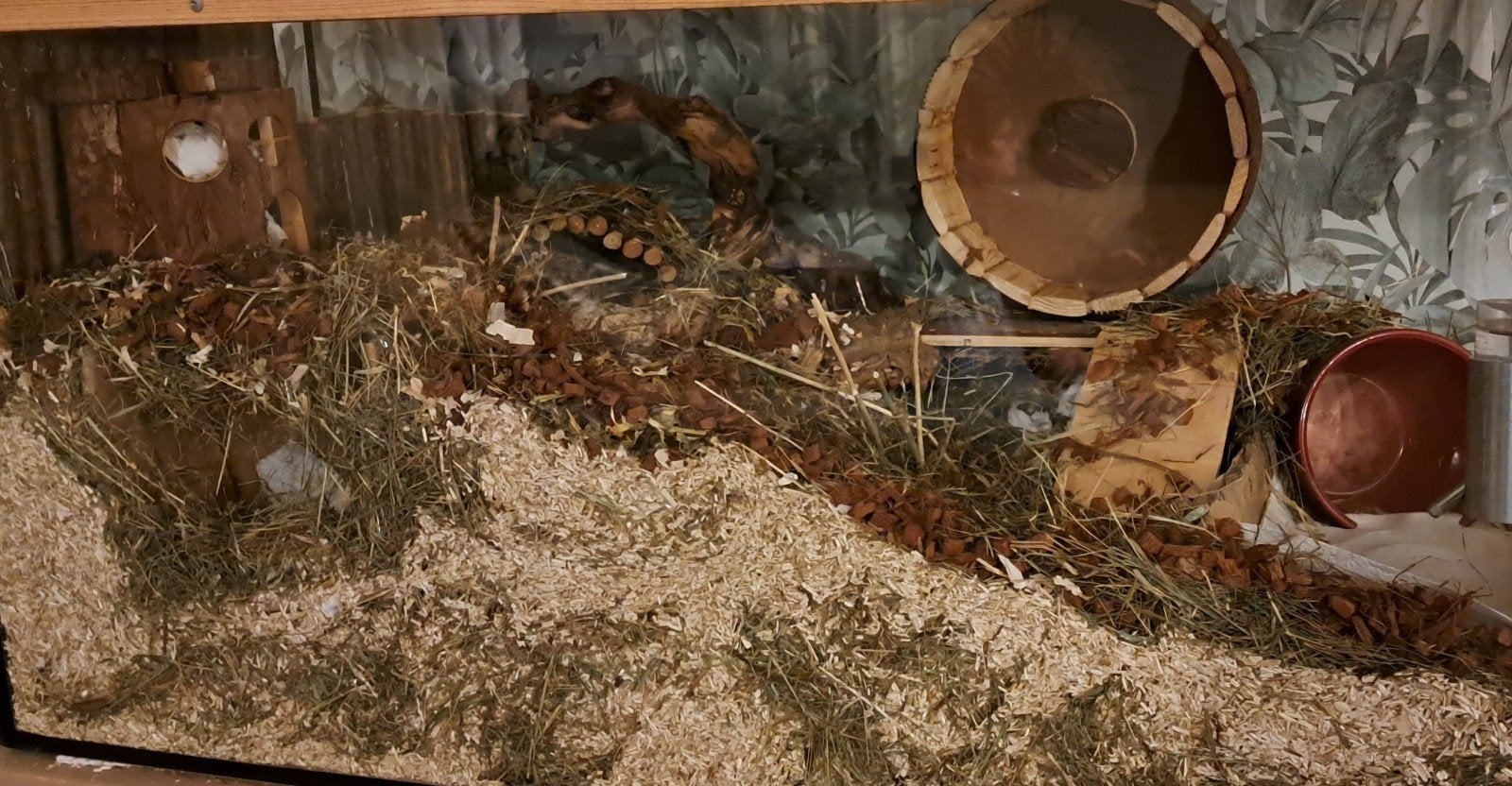 Hamsterscape bak (100x40x50) !met alle toebehoren!, Dieren en Toebehoren, Knaagdieren, Hamster, December, Geslacht onbekend, Tam