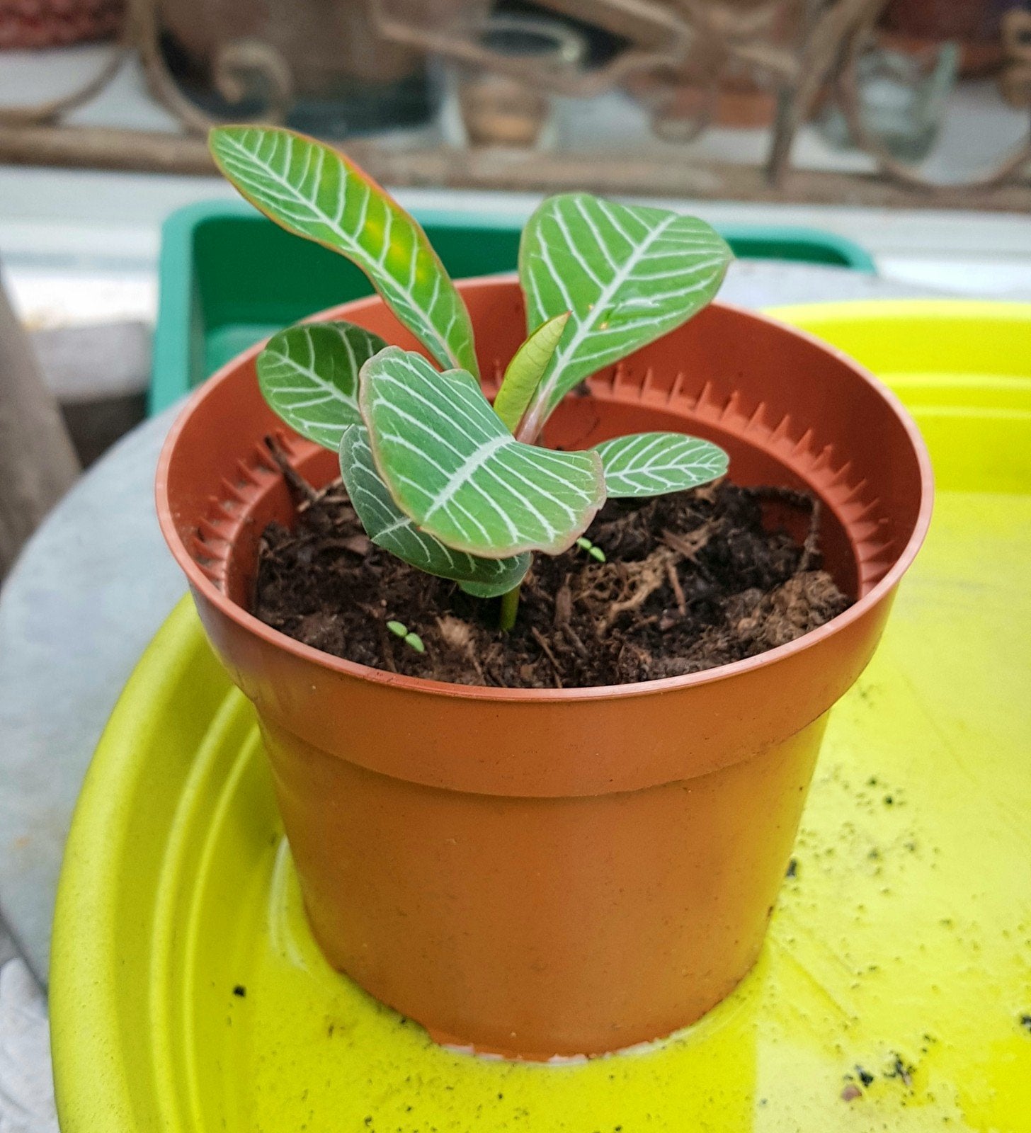 Tropisch plantje, Ophalen, Halfschaduw, Minder dan 100 cm