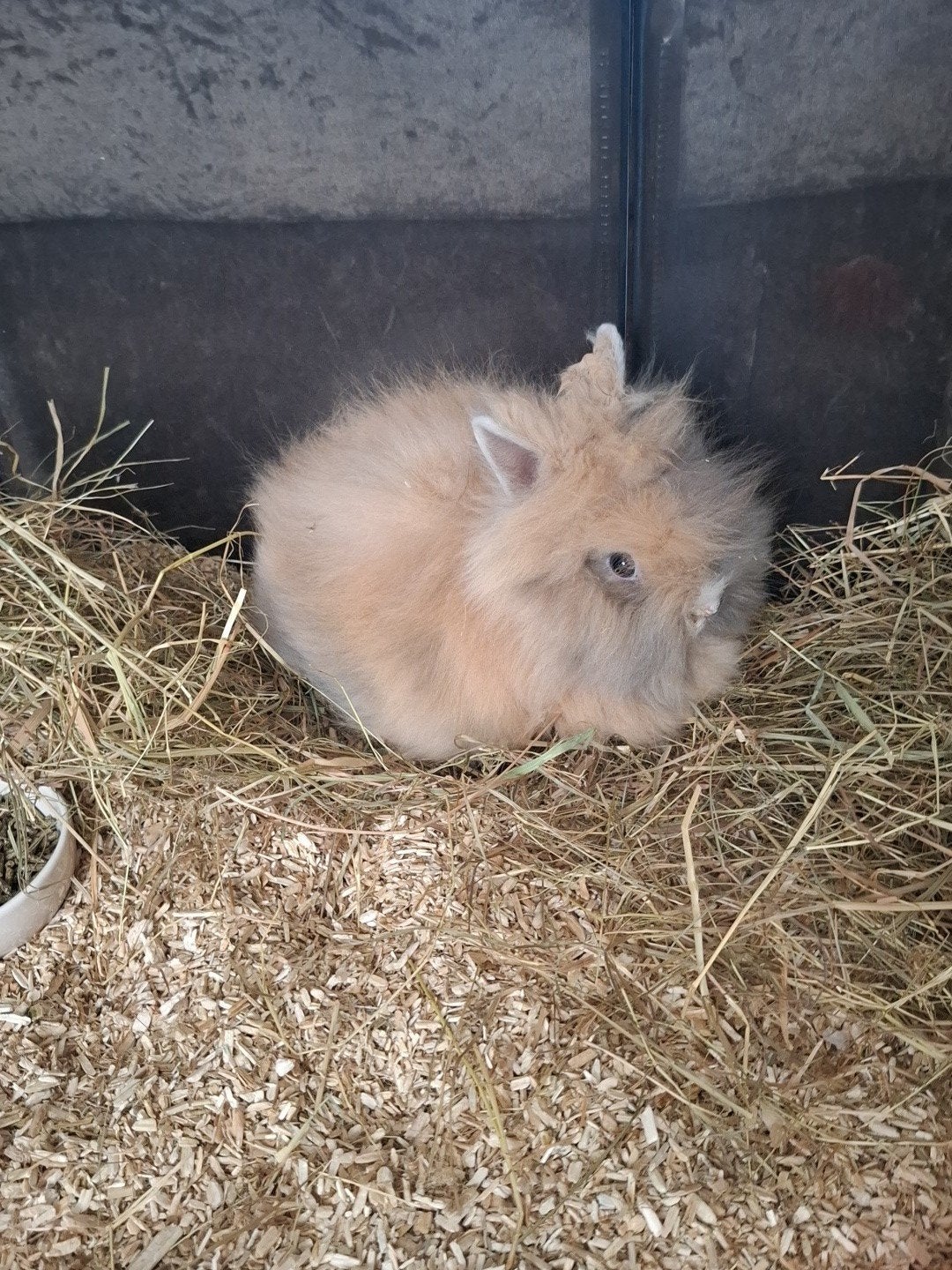 Teddy dwerg konijnen 2 koppeltje v=18Wen M=15W incl hok, Dieren en Toebehoren, Konijnen, Meerdere dieren, Dwerg, 0 tot 2 jaar