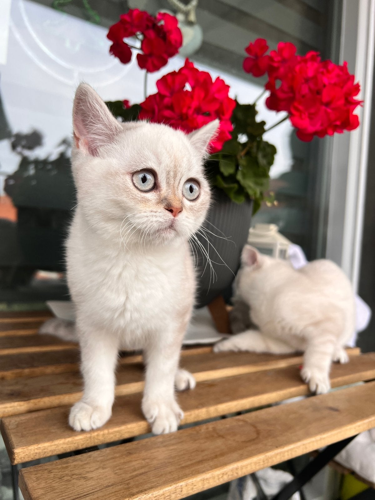 Britse Korthaar Kittens