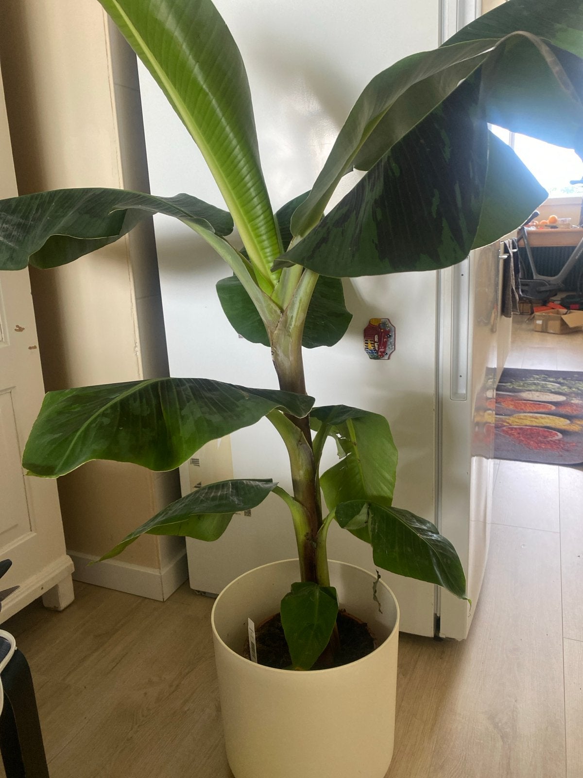 Musa acuminata 'Dwarf Cavendish' - Dwergbanaan, Overige soorten, Vaste plant, Ophalen of Verzenden, Bloeit niet