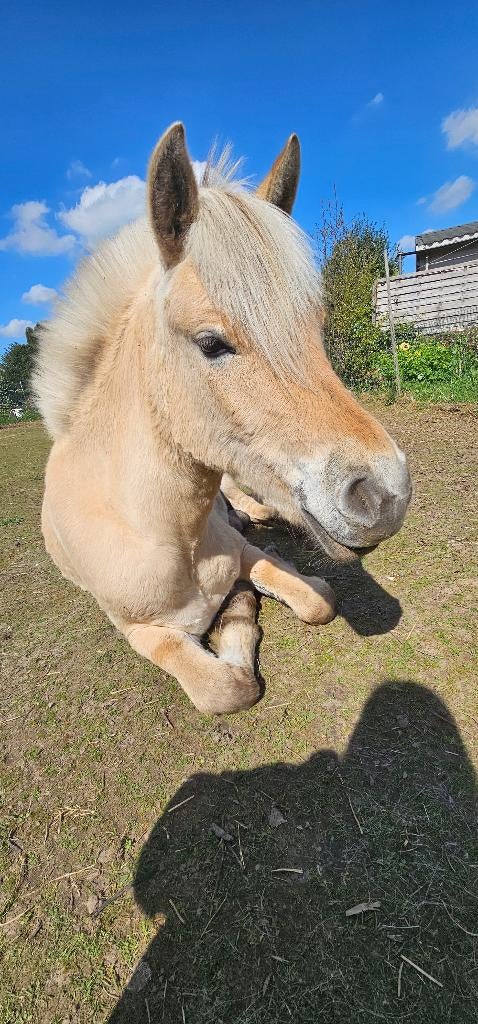 2 jarige fjord merrie, Dieren en Toebehoren, Paarden en Pony's | Overige Paardenspullen, Ophalen, Dressuur