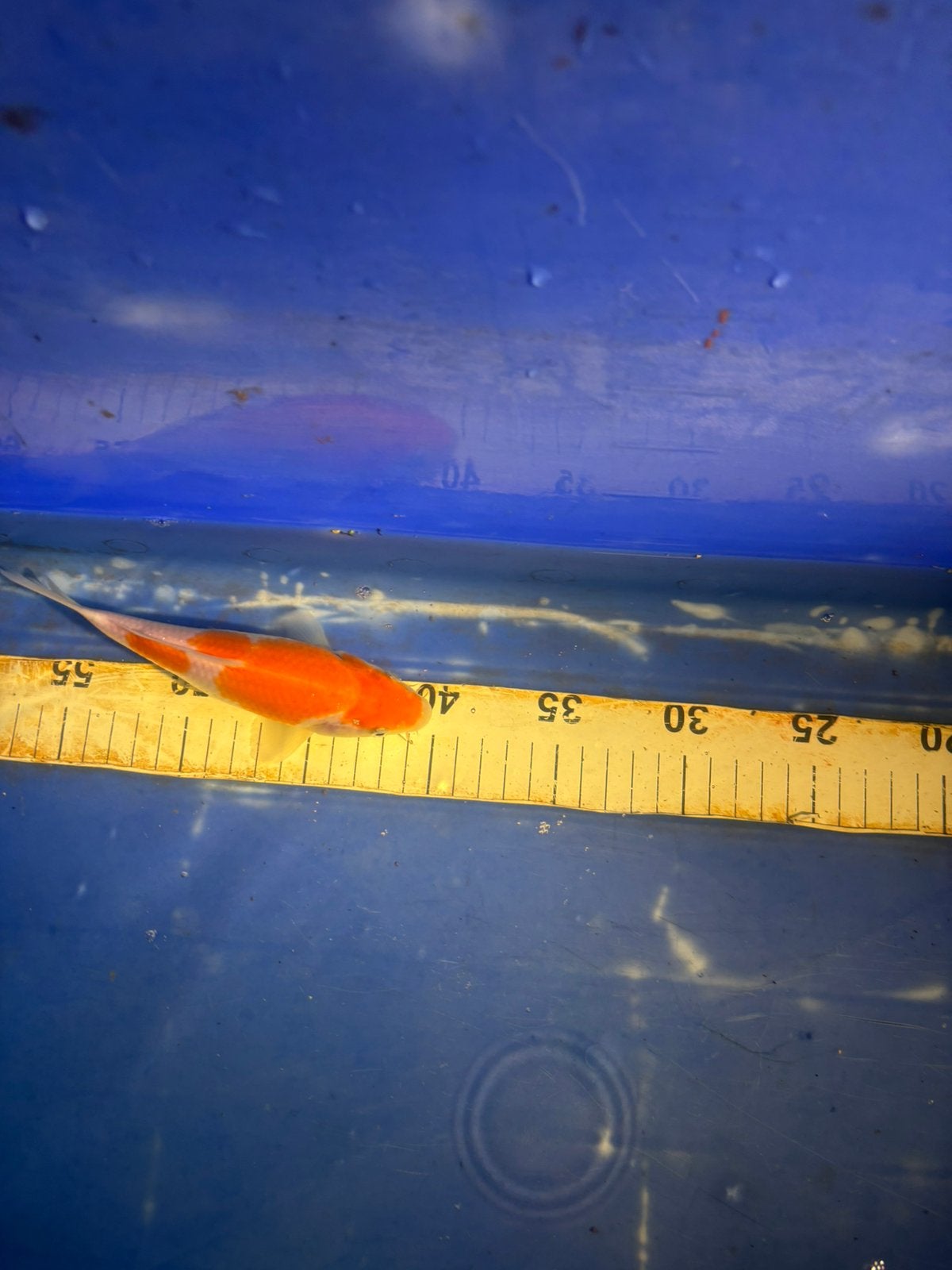 Japanse koi, Dieren en Toebehoren, Vissen | Vijvervissen, Karper of Koi