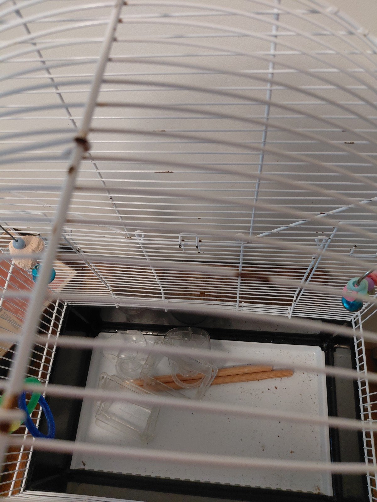 Ferplast kooi, Dieren en Toebehoren, Ophalen of Verzenden, Metaal, Vogelkooi
