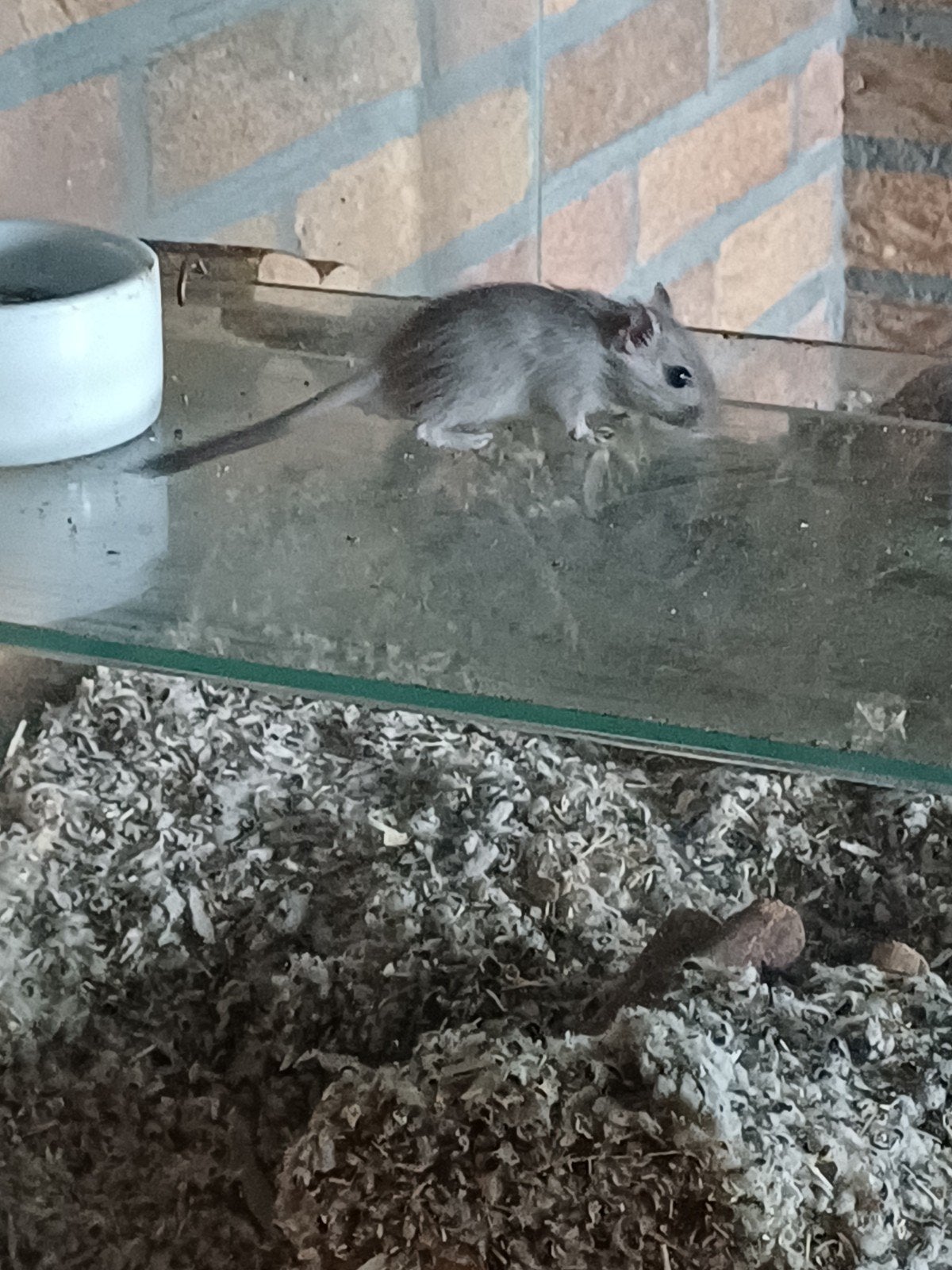 jonge gerbils, Juni, Meerdere dieren