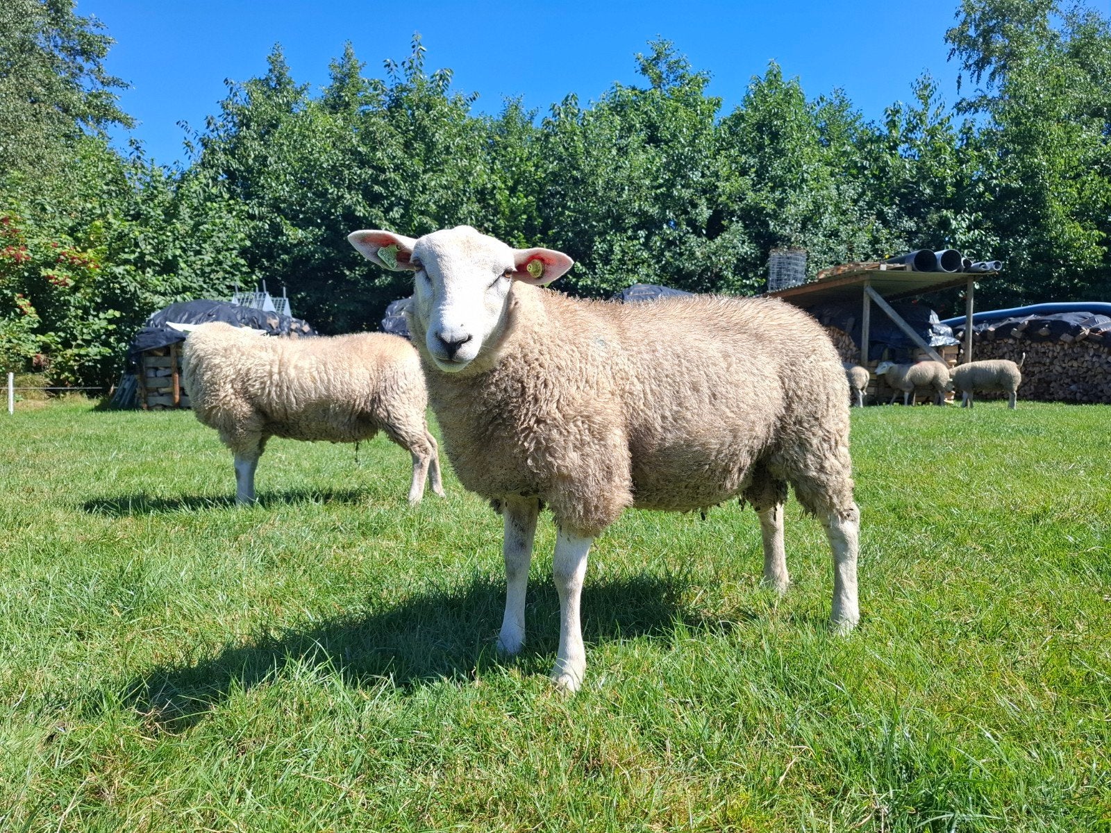 Stamboek Swifter dekrammen, Dieren en Toebehoren, Mannelijk, Geit