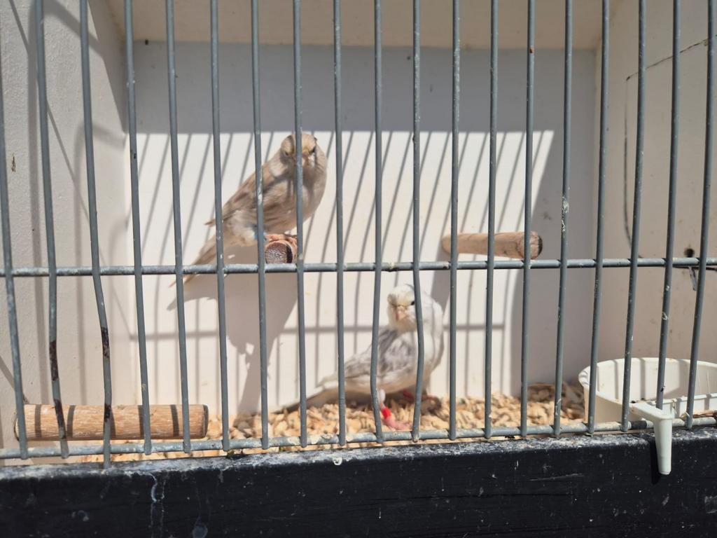 kanaries 5 mannen kleurkanaries, Dieren en Toebehoren, Mannelijk, Kleurkanarie