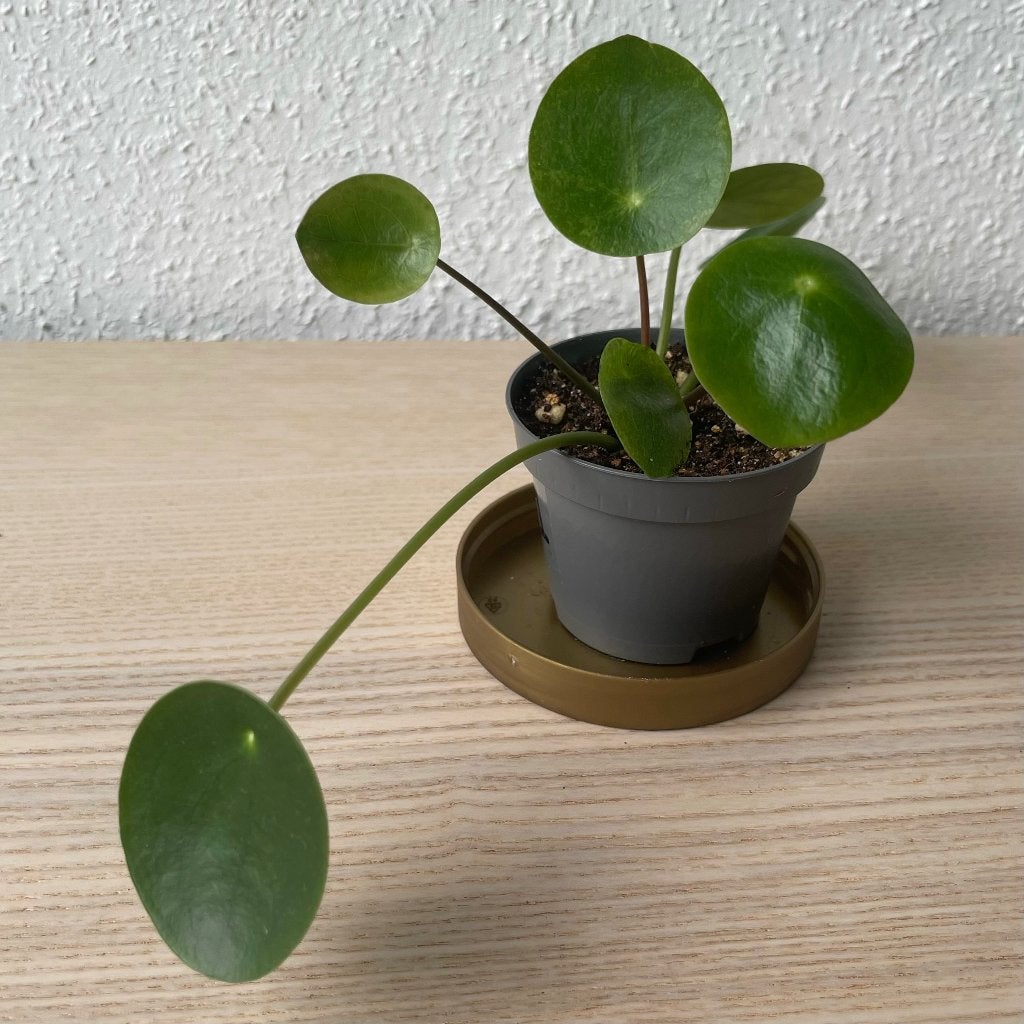 Pilea ‘Mojito’ stekje, Ophalen, Overige soorten, Halfschaduw, In pot