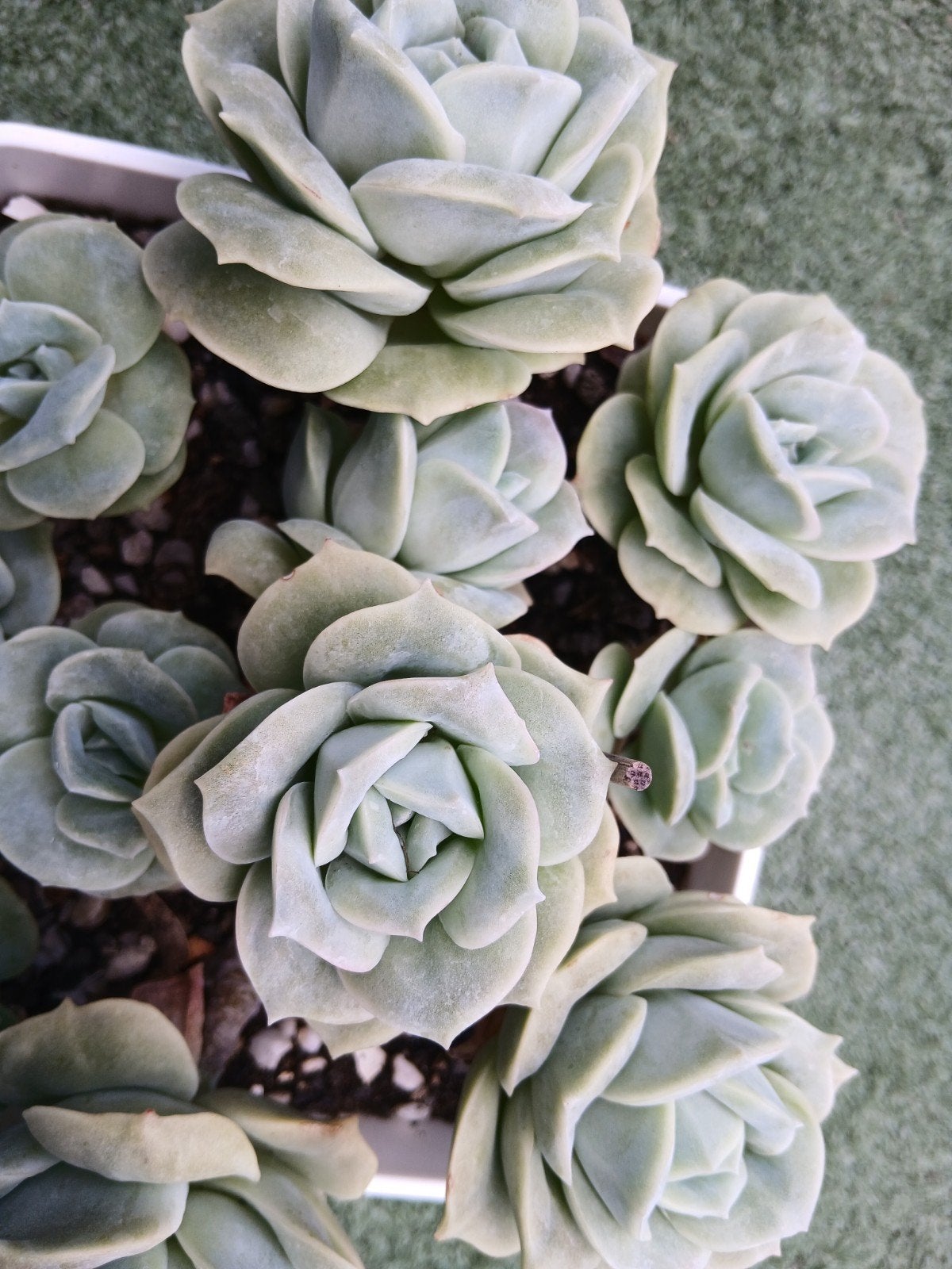 Graptoveria Lovelyrose(vetplant,succulent), Ophalen of Verzenden, Halfschaduw, Minder dan 100 cm