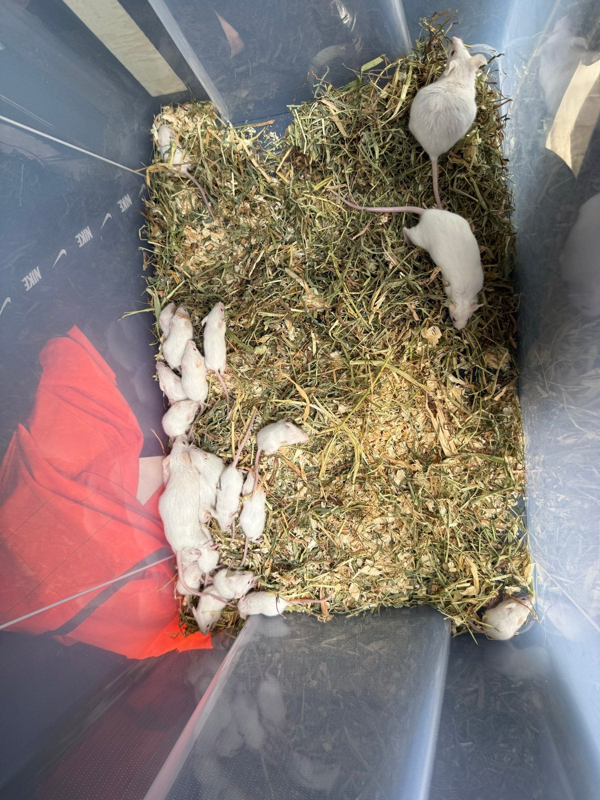 muizen, Dieren en Toebehoren, Juni, Muis, Geslacht onbekend, Tam