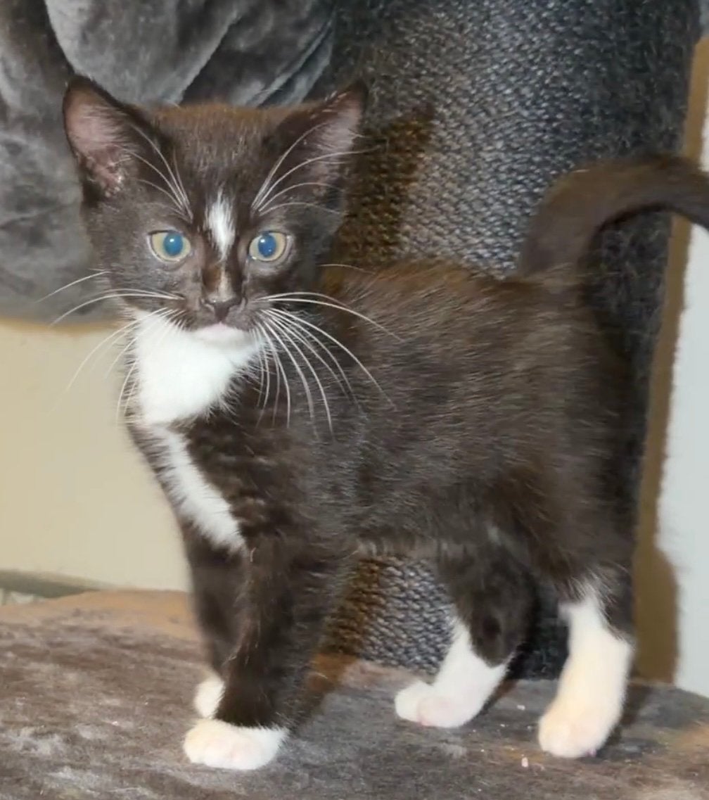 Kitten te koop, Poes, Ontwormd, 0 tot 2 jaar