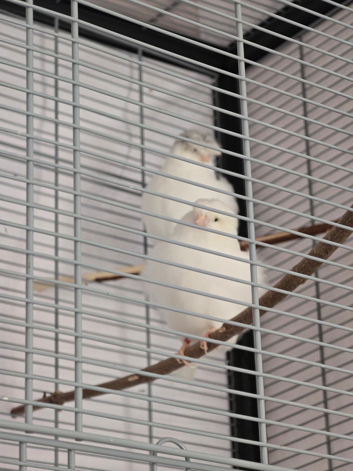 Gloster Crested Canary, Most rare and unique, WHITE.
