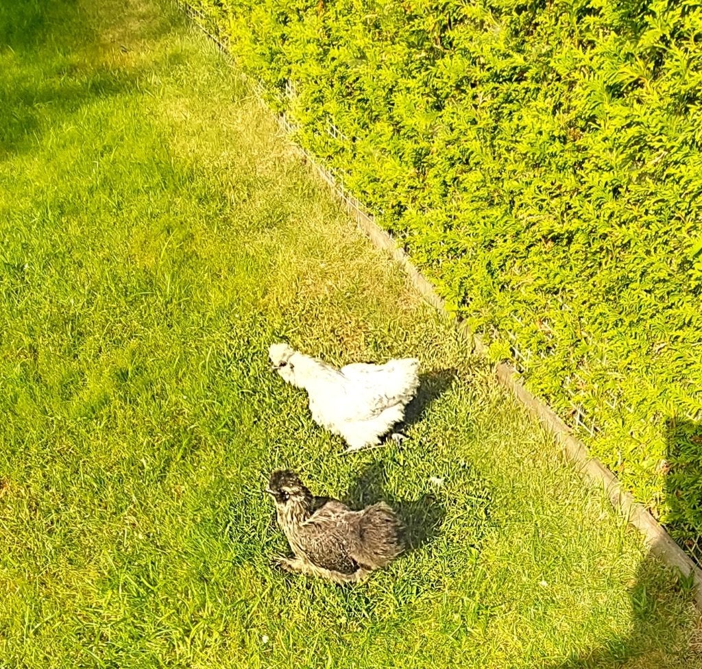 Zijde hoenders, Dieren en Toebehoren, Vrouwelijk, Kip