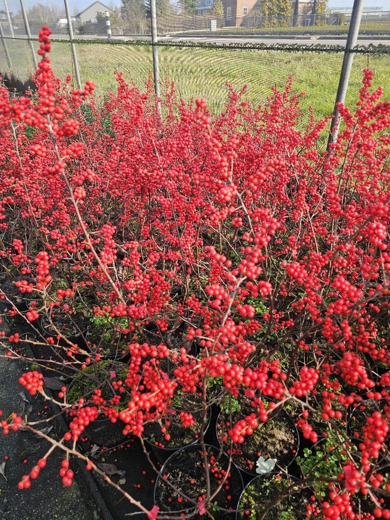 STRUIK Ilex verticillata vrl Winterbes vrouwelijk plant rood, Overige soorten, Vaste plant, Verzenden, Halfschaduw