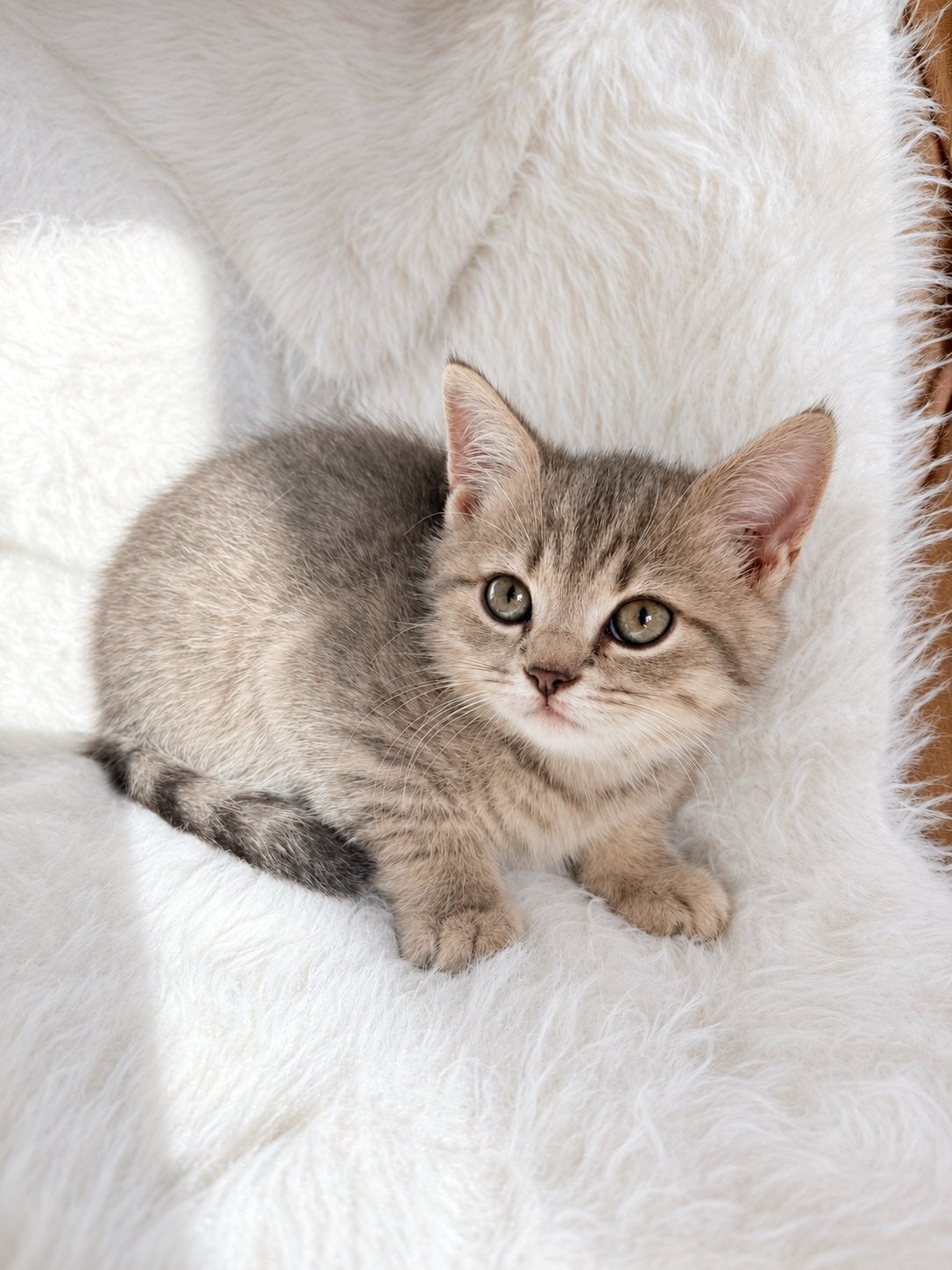 Ons lieve Britse Korthaar katertje zoekt een eigen gezin., Kater, Ontwormd, 0 tot 2 jaar