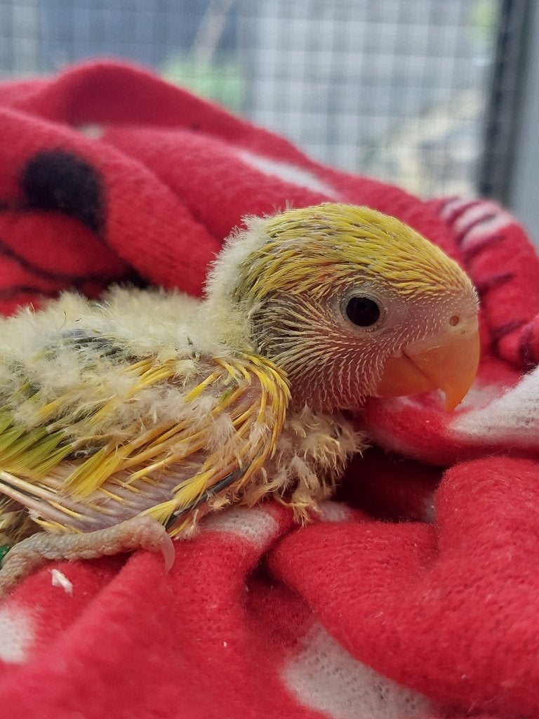 Agapornis roseicollie handtam, Dieren en Toebehoren, Geslacht onbekend, Dwergpapegaai of Agapornis, Tam