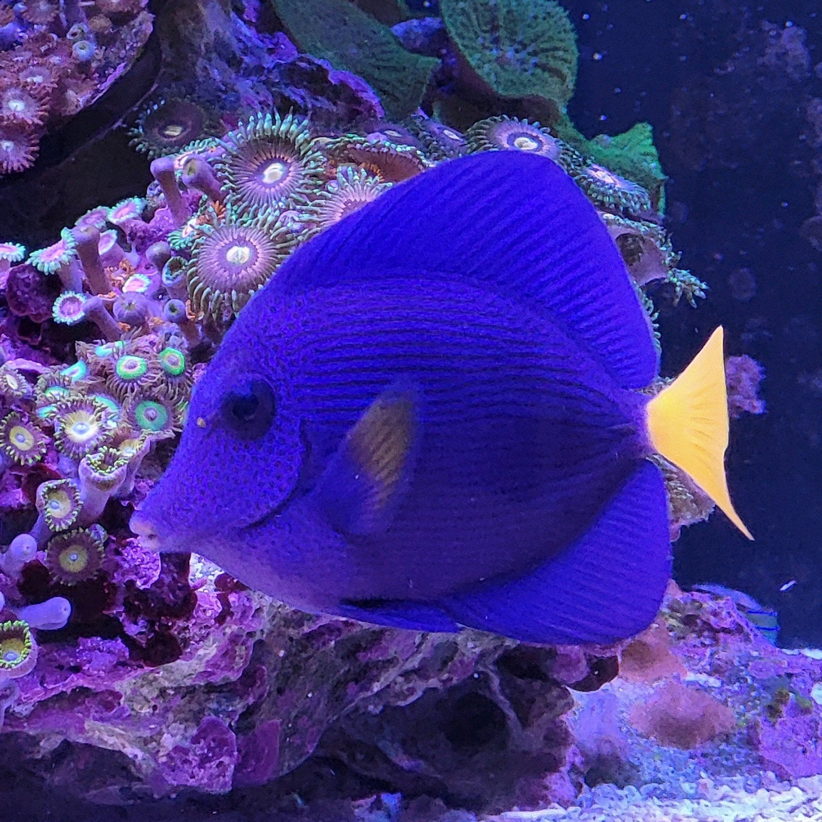 Zebrasoma Xanthurum, Overige typen