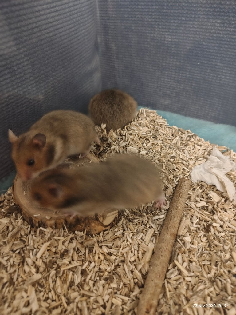 Syrische hamster, Dieren en Toebehoren, September, Meerdere dieren, Hamster