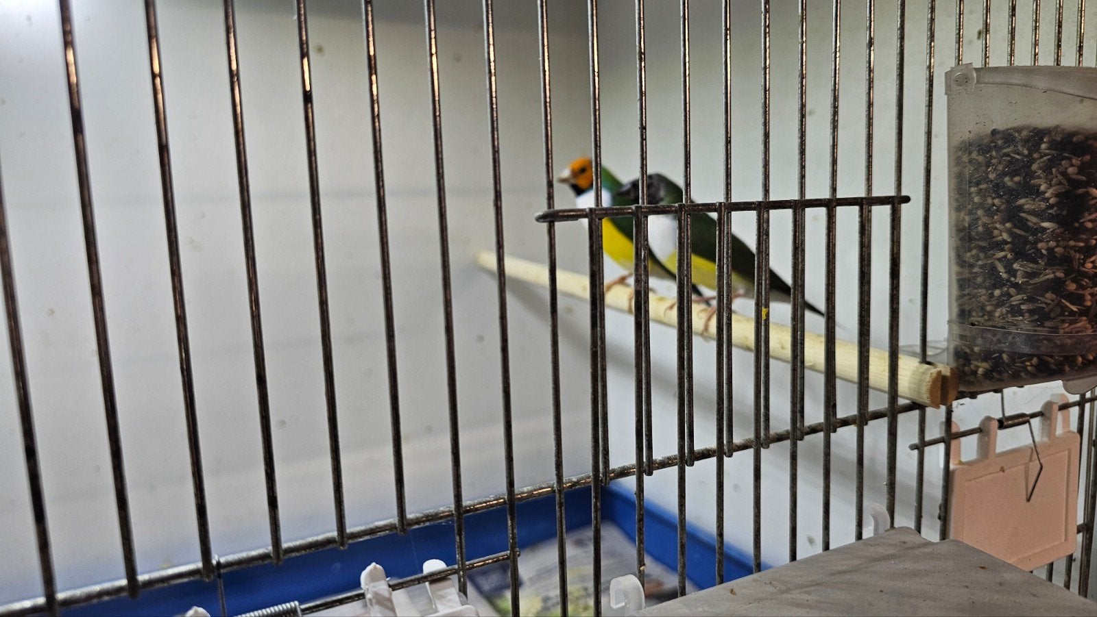1-1 gould amadine, Dieren en Toebehoren, Vogels | Overige Vogels, Meerdere dieren