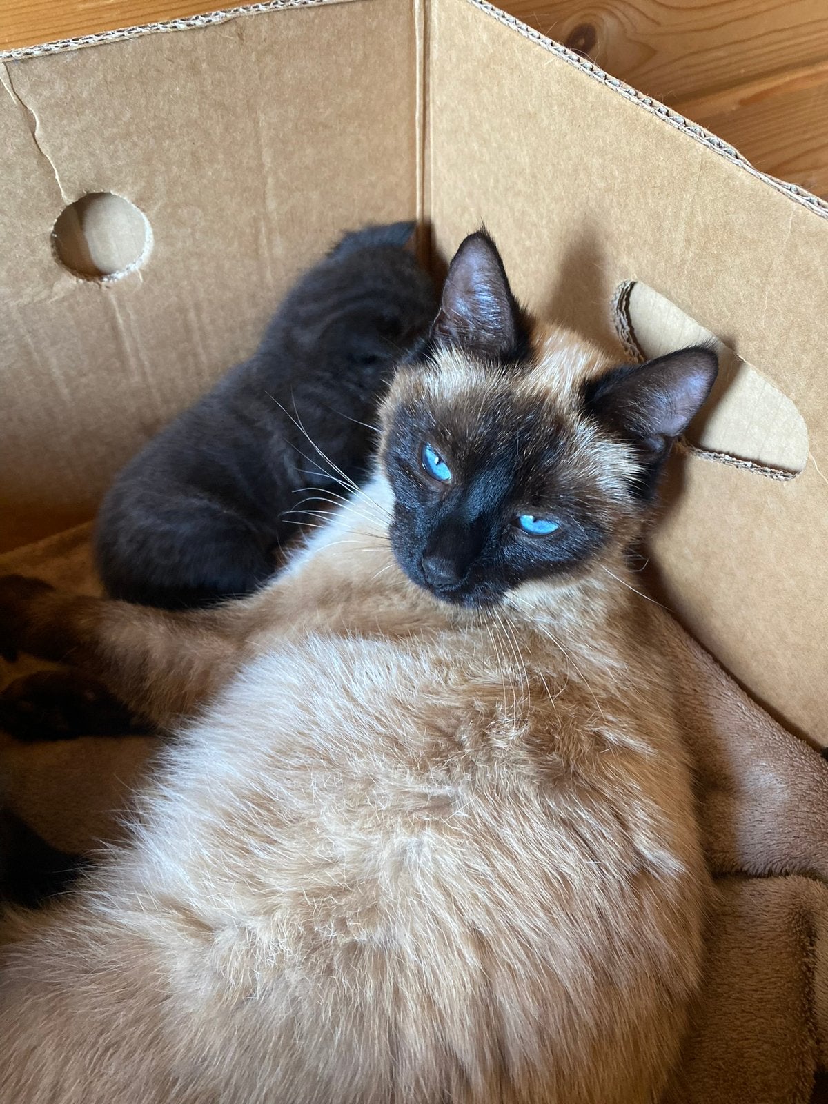 kittens half siamees, Meerdere dieren, Kortharig, 0 tot 2 jaar