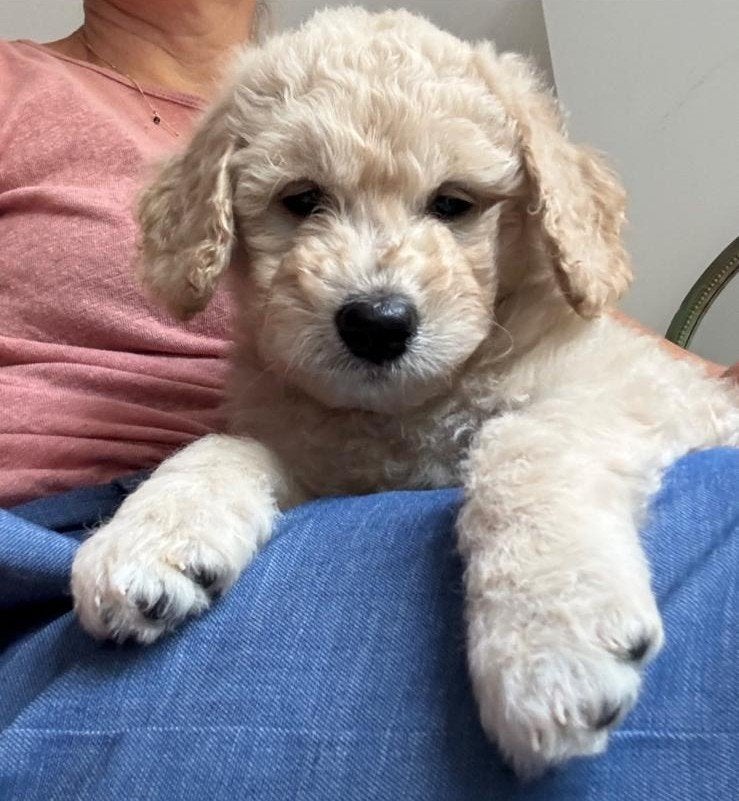 Australian Goldendoodle x Labradoodle dubbel doodles double, Parvo, 8 tot 15 weken, Meerdere, Meerdere dieren