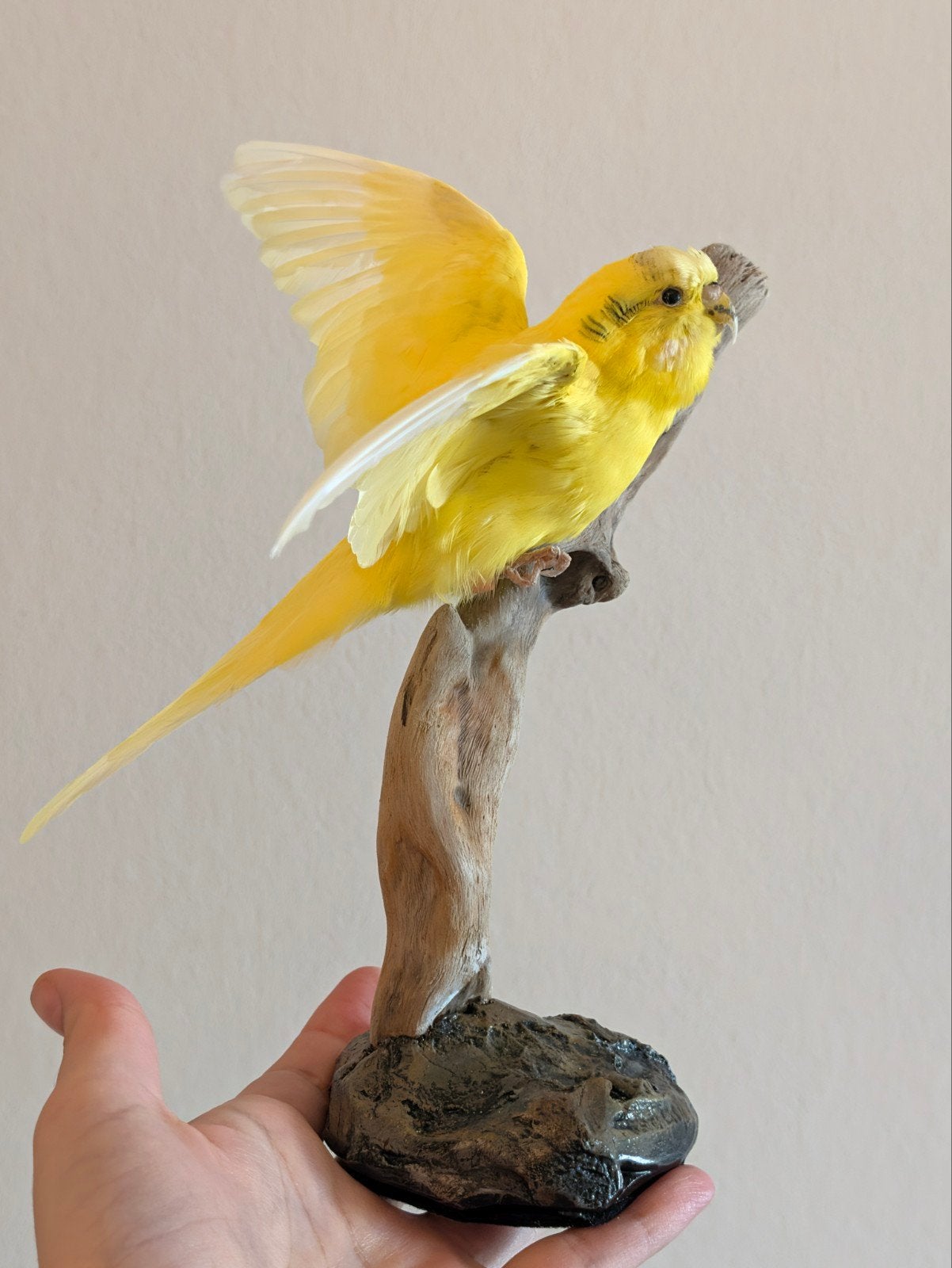flying yellow budgie taxidermy, Ophalen of Verzenden, Nieuw