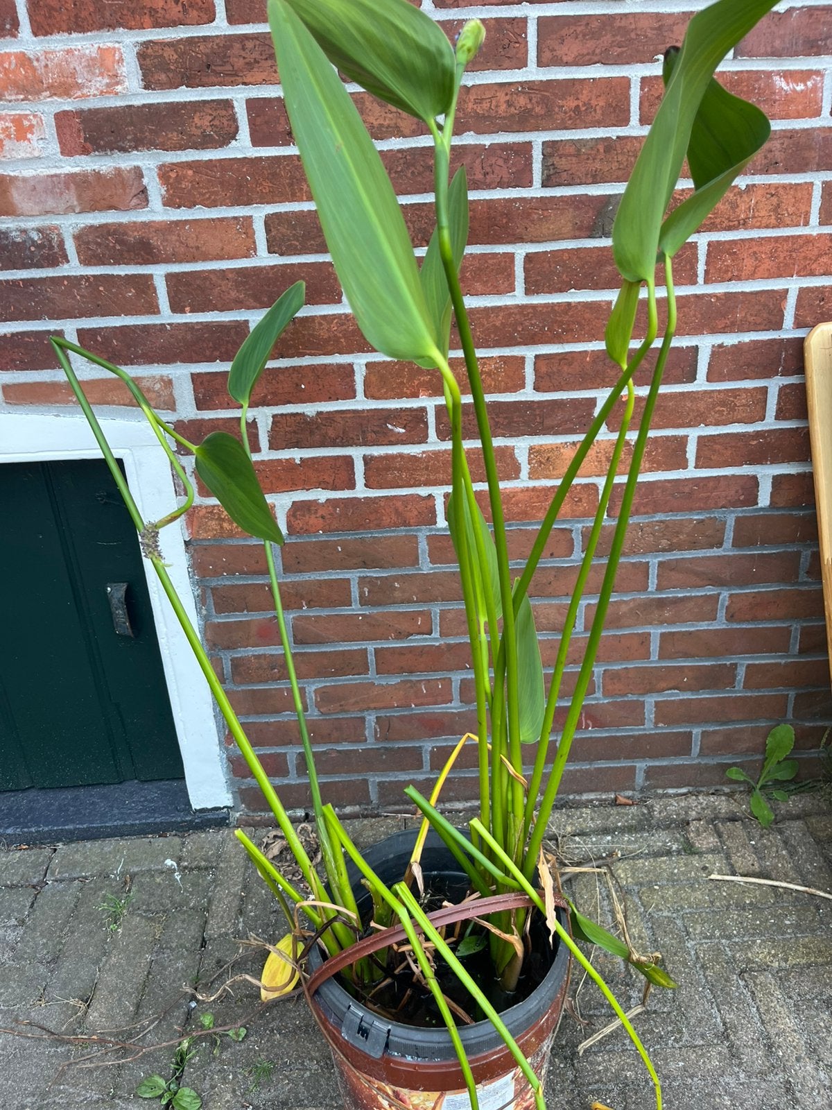 Snoekkruid vijverplant waterplant plant vijver moerashyacint, Ophalen, Volle zon, Vaste plant, Zomer