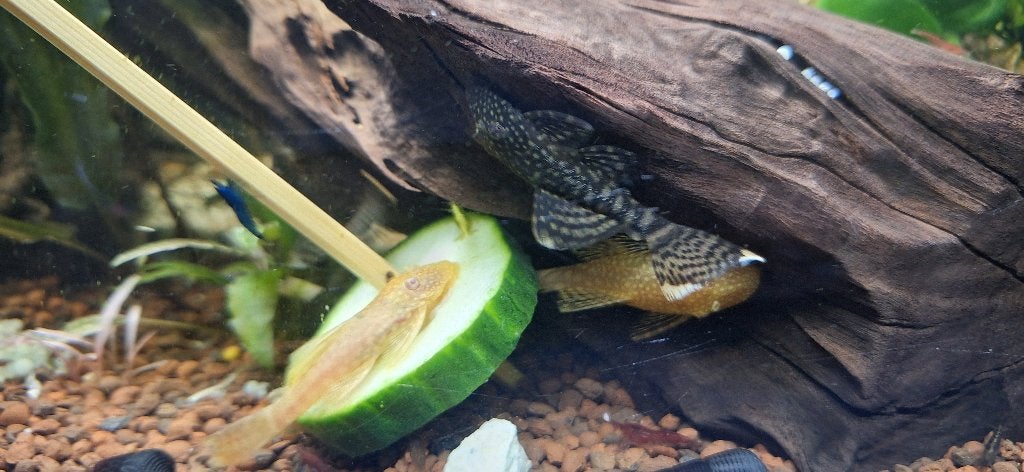 Ancistrus, Dieren en Toebehoren, Vissen | Aquariumvissen, Vis, Zoetwatervis