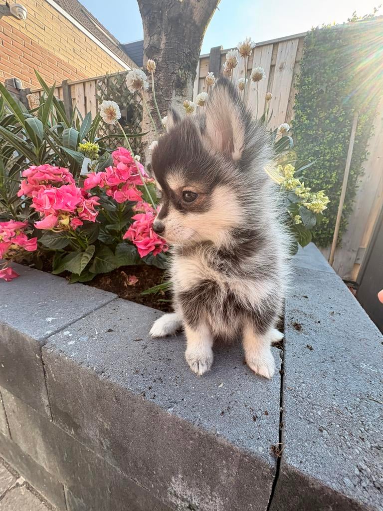 Pomsky nog een teefje beschikbaar, Dieren en Toebehoren, 8 tot 15 weken, Poolhond, Parvo, Meerdere