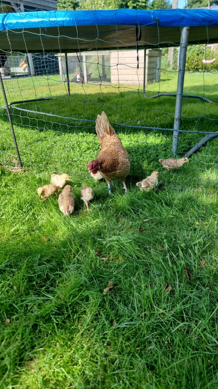 Friese kippen haantjes ., Dieren en Toebehoren, Mannelijk, Kip