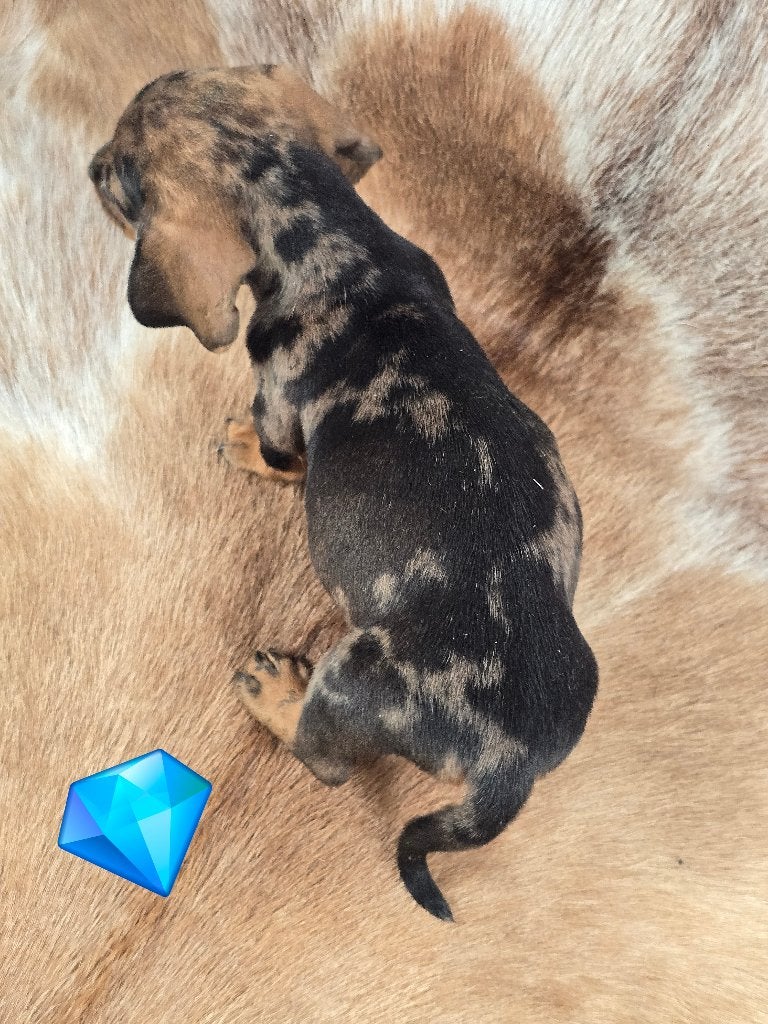 Teckeltjes dwerg korthaar puppies, Parvo, Reu, 8 tot 15 weken, Korthaar