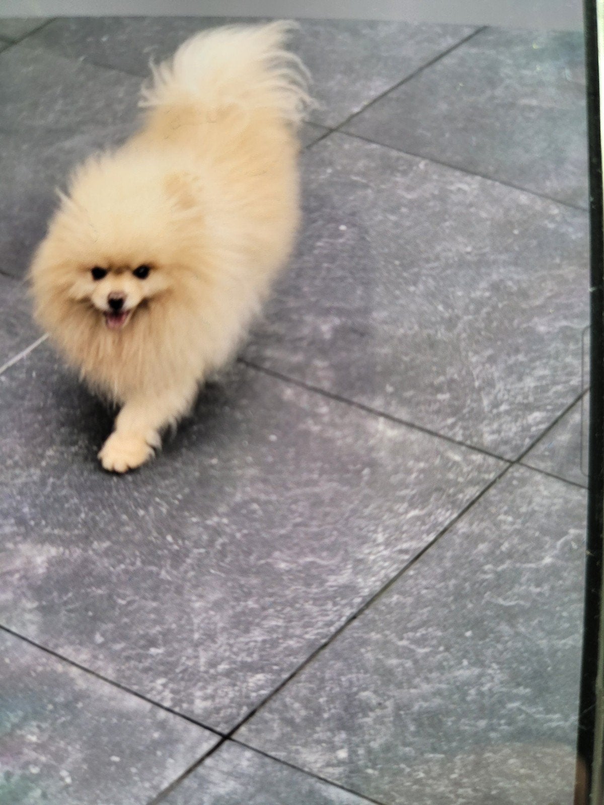 pomeriaan reu met stamboom, Dieren en Toebehoren, Keeshond, Reu, 1 tot 2 jaar, CDV (hondenziekte)