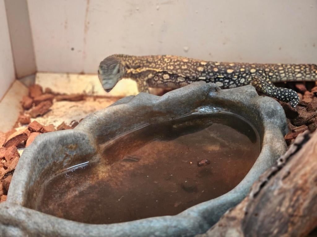 Varanus salvator Celebensis 2025 Monitor Lizard - unknown for sale from reptile900