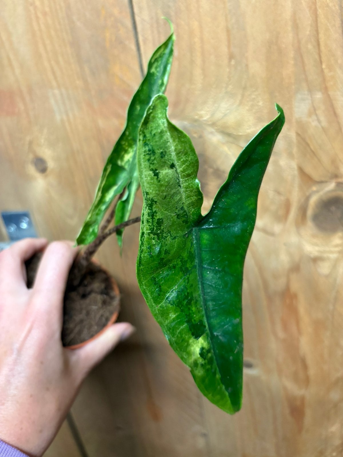 Alocasia tigrina superba variegata green mint aurea lime, Ophalen of Verzenden, Halfschaduw, Minder dan 100 cm